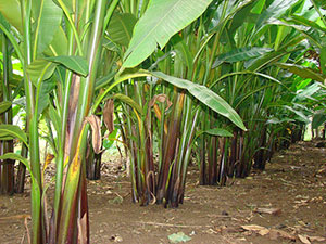 banana plant