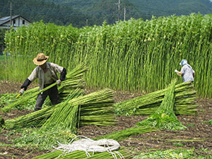flax grass to make linen